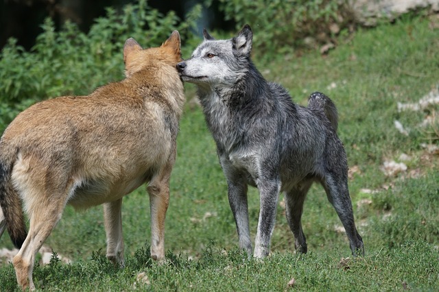 Indijanska priča o dva vuka